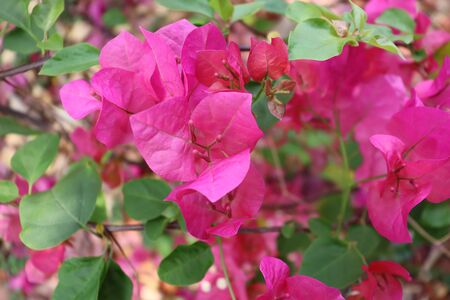 bougainvillea are blooming in the garden of summer at dayの写真素材