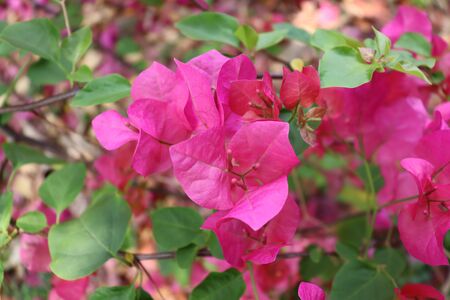 bougainvillea are blooming in the garden of summer at dayの写真素材