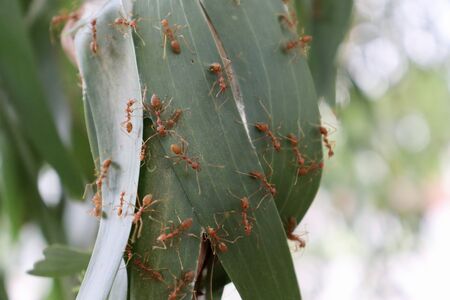 Red ants make a nest on green leafの写真素材
