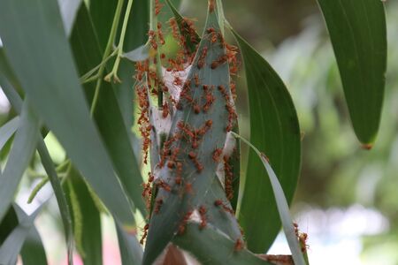 Red ants make a nest on green leafの写真素材
