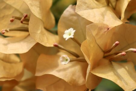 bougainvillea gold color are blooming in the gardenの写真素材