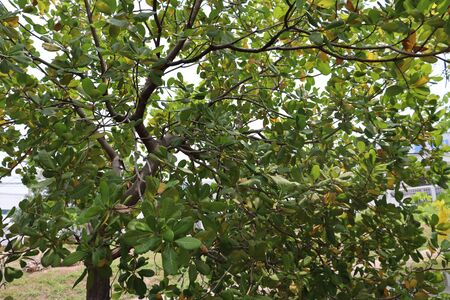 Anacardium occidentale tree are growingの写真素材