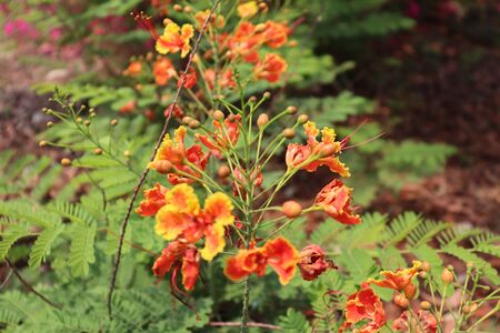 Caesalpinia pulcherrima flower are blooming in the garden and green leafの写真素材