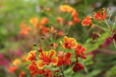 Caesalpinia pulcherrima flower are blooming in the garden and green leafの写真素材