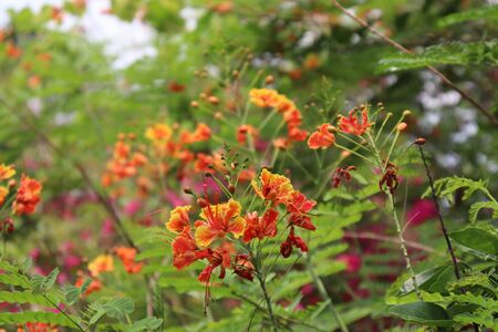 Caesalpinia pulcherrima flower are blooming in the garden and green leafの写真素材
