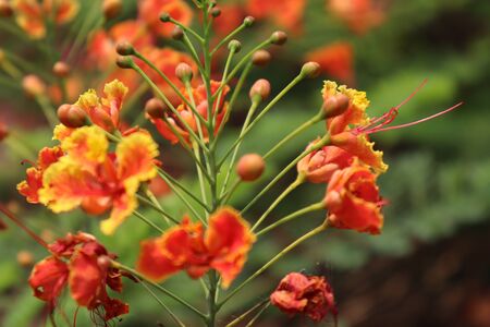 Caesalpinia pulcherrima flower are blooming in the garden and green leafの写真素材