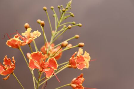 Caesalpinia pulcherrima flower are blooming in the garden and green leafの写真素材