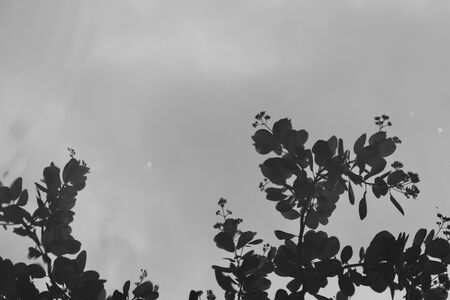 Anacardium occidentale tree in the gardenの写真素材