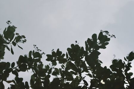 Anacardium occidentale tree in the gardenの写真素材