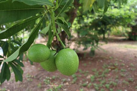 Cerbera odollam Gaertn fruits are growing on treetopの写真素材