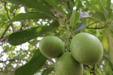 Cerbera odollam Gaertn fruits are growing on treetopの写真素材