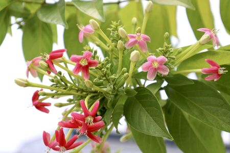 Combretum indicum flowers are blooming in the gardenの写真素材