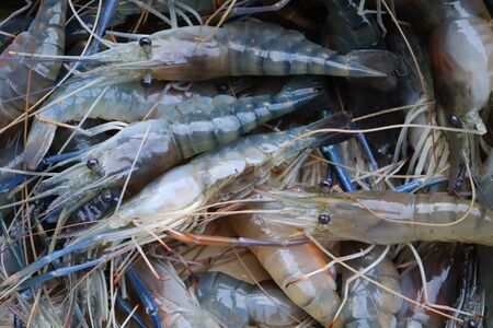Catch fresh shrimp from the farmの写真素材