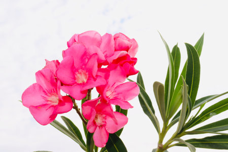 Nerium oleander are blooming and green leaf