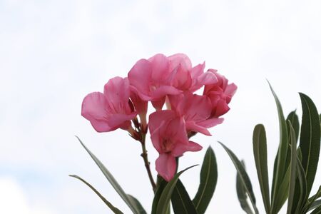 Nerium oleander are blooming and green leafの写真素材