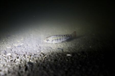Oreochromis niloticus are swimming at nightの写真素材