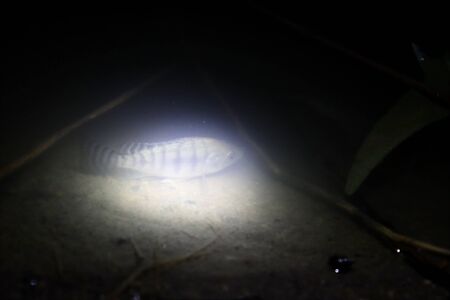 Oreochromis niloticus are swimming at nightの写真素材