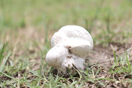 white Calvatia boninensis are growingの写真素材