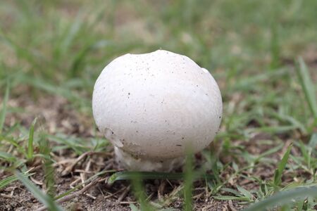 white Calvatia boninensis are growingの写真素材