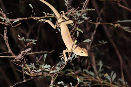 photo Calotes versicolor on tree at nightの写真素材