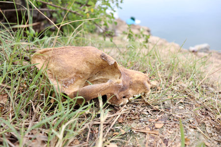 The skull of a dog on a ground