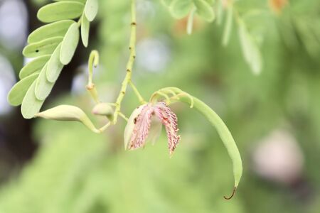 Tamarindus indica flower are bloomingの写真素材