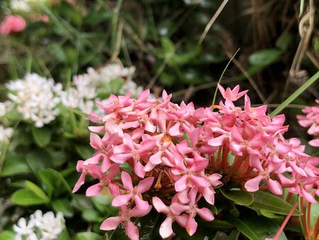Ixora macrothyrsa flower are blooming in the gardenの写真素材