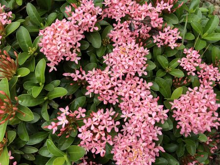 Ixora macrothyrsa flower are blooming in the gardenの写真素材