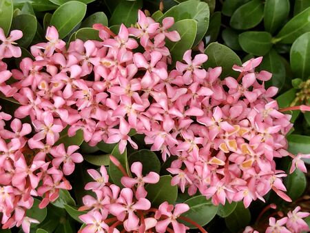Ixora macrothyrsa flower are blooming in the gardenの写真素材
