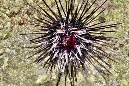 black Sea urchin in the seaの写真素材