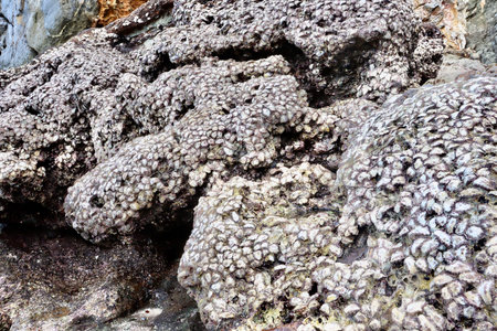 Old Shell pattern on the stone at thailand