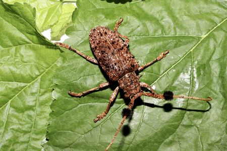 Hairy Tuft-bearing Longhorn on green leafの写真素材