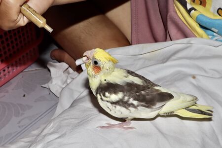 The yellow cockatiel birds are hungry and are about to be fed in Syringeの写真素材