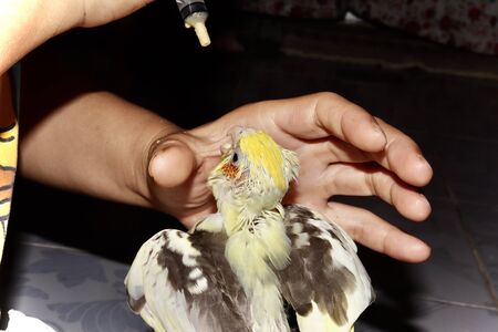 The yellow cockatiel birds are hungry and are about to be fed in Syringeの写真素材
