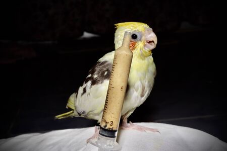 The yellow cockatiel birds are hungry and are about to be fed in Syringeの写真素材