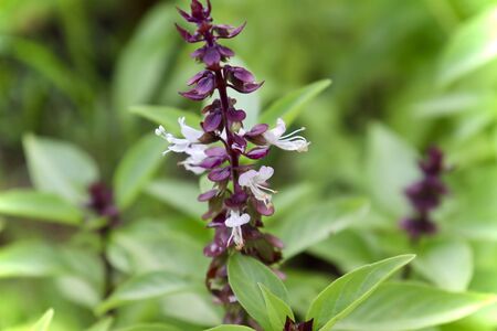 Thai Basil flower are bloomingの写真素材