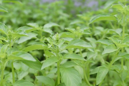 Hairy Basil are growing in the garden and green leafの写真素材