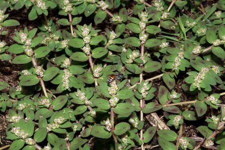 Little bee on Euphorbia thymifolia flowerの写真素材