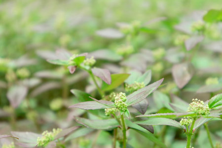 Euphorbia thymifolia flower and green leaf