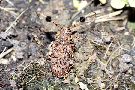 Hairy Tuft-bearing Longhorn on the groundの写真素材