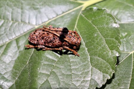 Hairy Tuft-bearing Longhorn on green leafの写真素材
