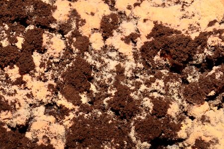 Fungus pattern on old breadの写真素材