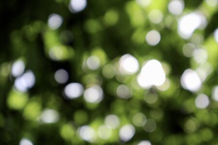 Blur of green and white nature at dayの写真素材