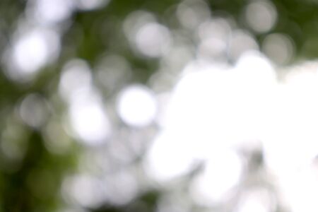 Blur of green and white nature at dayの写真素材