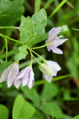 Solanum trilobatum flower in forest and at summer Thailand and green leaf