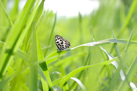 A small butterfly is catching on the green grassの写真素材