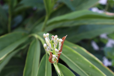 Alpinia  galanga flower are blooming and green leaf