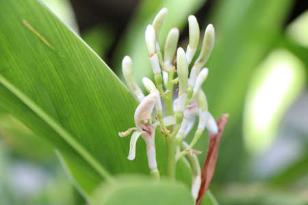 Alpinia  galanga flower are blooming and green leafの写真素材