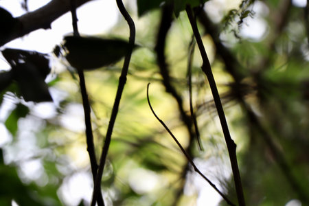 Bokeh images and blur of green leaves at day