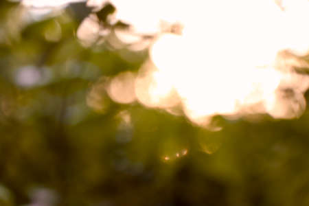 Green and white blur under the treeの写真素材